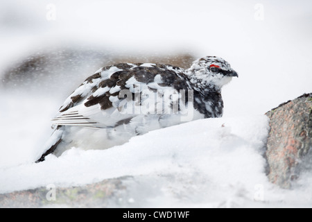 Alpenschneehuhn; Lagopus Mutus; im Schnee; während der Mauser in Sommer Gefieder; Cairngorm; Schottland; UK Stockfoto