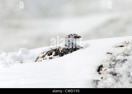 Alpenschneehuhn; Lagopus Mutus; Männchen im Schnee; Cairngorm; Schottland; UK Stockfoto