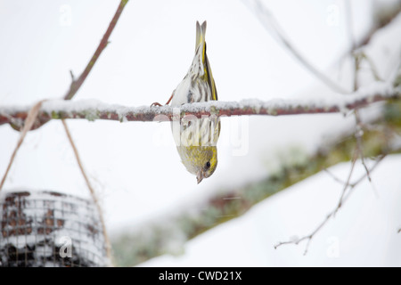 Erlenzeisig; Zuchtjahr Spinus; am Futterhäuschen im Schnee; Schottland; VEREINIGTES KÖNIGREICH; Winter Stockfoto