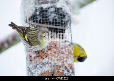 Erlenzeisig; Zuchtjahr Spinus; am Futterhäuschen im Schnee; Schottland; VEREINIGTES KÖNIGREICH; Winter Stockfoto