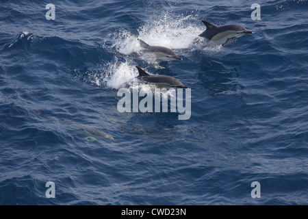 Kurzer Schnabel gemeinsame Delfine Delphinus Delphis Bucht von Biskaya Stockfoto