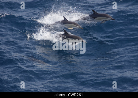 Kurzer Schnabel gemeinsame Delfine Delphinus Delphis Bucht von Biskaya Stockfoto