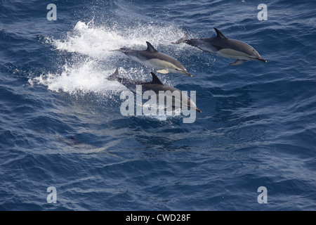 Kurzer Schnabel gemeinsame Delfine Delphinus Delphis Bucht von Biskaya Stockfoto