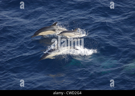 Kurzer Schnabel häufig Delfine Delphinus Delphis Mutter mit Kalb Golf von Biskaya Stockfoto