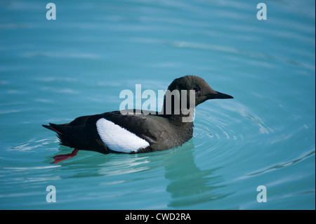 Black Guillemot, Cepphus Grylle, Smeerenburg Gletscher, Spitzbergen, Svalbard, Arktis Stockfoto