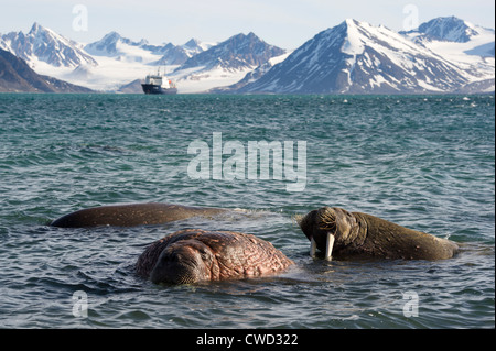 Walrosse, Odobenus Rosmarus, vor einer Kreuzfahrt Schiff am Smeerenburg Gletscher, Arktis, Spitzbergen, Svalbard Stockfoto