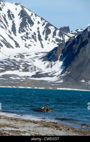 Walross, Odobenus Rosmarus, Spitzbergen, Svalbard, Arktis Stockfoto