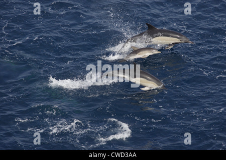 Kurzer Schnabel häufig Delfine Delphinus Delphis Mutter mit Kalb Golf von Biskaya Stockfoto