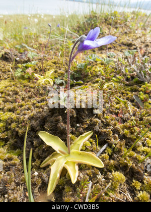50 Fettkraut Samen - Fleischfressende Pflanze Pinguicula Vulgaris