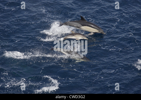 Kurzer Schnabel häufig Delfine Delphinus Delphis Mutter mit Kalb Golf von Biskaya Stockfoto