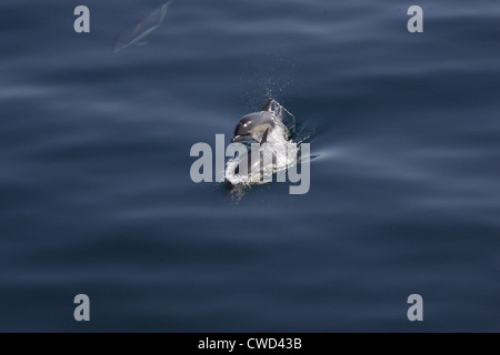 Kurzer Schnabel gemeinsame Delfine Delphinus Delphis Bucht von Biskaya Stockfoto