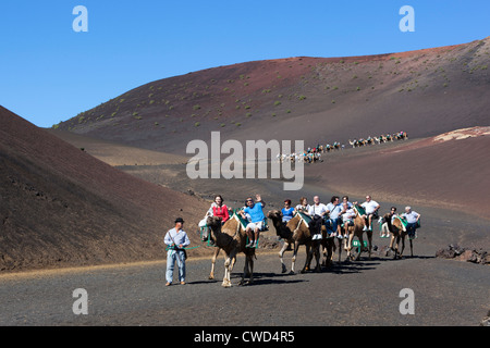 Parque Nacional de Timanfaya (Nationalpark Timanfaya) - Dromedar Fahrten auf den Hängen des Berges Timanfaya Stockfoto