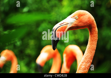 Schöne rosa Flamingos Hintergrund Vegetation im zoo Stockfoto