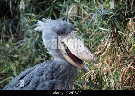 Vogel Stockfoto