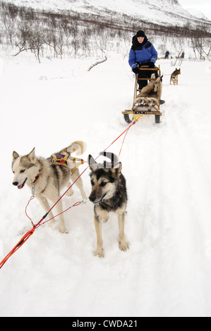 Hundeschlitten in Nordnorwegen im Tamok-Tal in der Nähe von Tromsø. Stockfoto