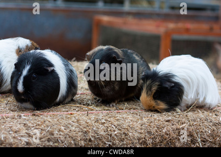Niedliche Meerschweinchen Familie Stockfoto