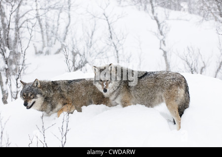 Wölfe im Schnee Sturm Polar Zoo in Nord-Norwegen Stockfoto