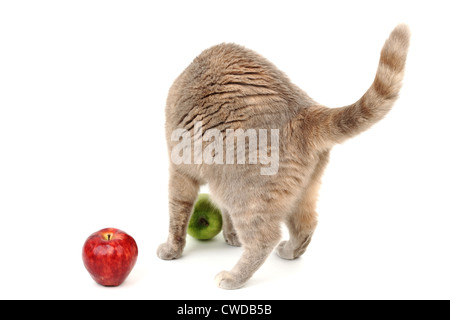 Katze finden Äpfel isoliert auf weiss Stockfoto