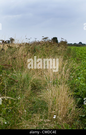 Überwucherten öffentlichen Fußweg in Norfolk Landschaft, UK. Stockfoto