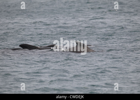 Weißen Grindwale Globicephala Melas Lerwick Shetland-Inseln Schottland, Vereinigtes Königreich Stockfoto