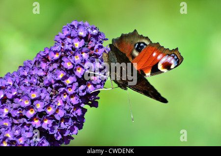 Tagpfauenauge auf einer Sommerflieder Blume Stockfoto