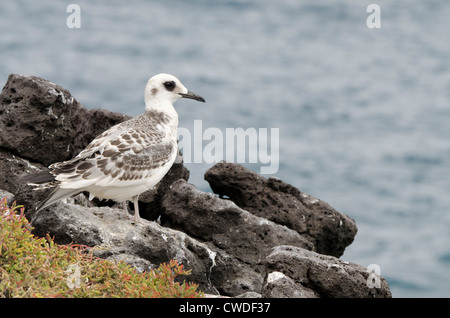 Ecuador, Galapagos, Plaza Süd. Juvenile Zinnenkranz Möwe (Larus Furcatus) am Rand der Klippe. Stockfoto