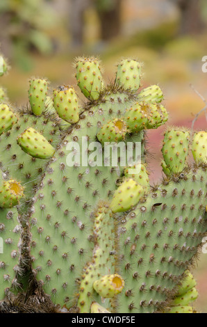 Ecuador, Galapagos, Plaza Süd. Detail der Giant Prickly Pear Cactus (endemisch: Opuntia Echios) Stockfoto