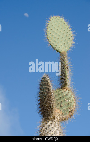 Ecuador, Galapagos, Santa Fe. Riesige Kakteen (endemische Unterart - Opuntia Echios Barringtonensis) mit Mond. Stockfoto