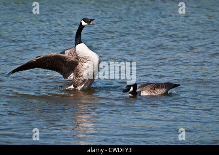 Kanada-Gans anzeigen Stockfoto