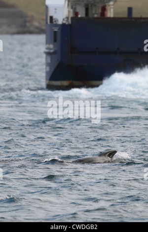 Weißen Pilotwal Globicephala Melas Lerwick Shetland-Inseln Schottland, Vereinigtes Königreich Stockfoto