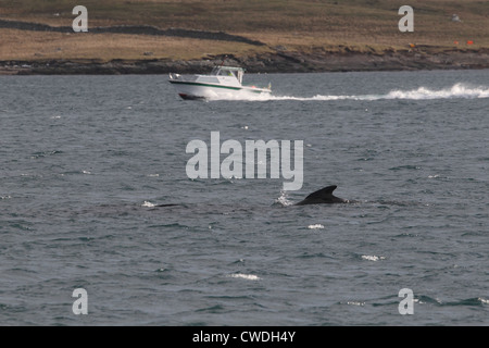 Weißen Pilotwal Globicephala Melas Lerwick Shetland-Inseln Schottland, Vereinigtes Königreich Stockfoto