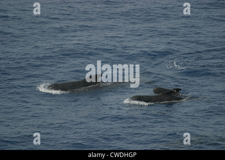 Weißen Grindwale Globicephala Melas Bucht von Biskaya Stockfoto