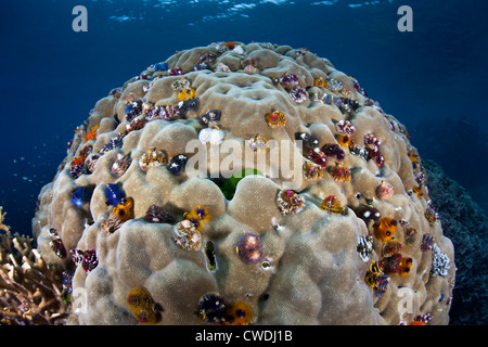 Weihnachtsbaum Endlosschrauben, Spirobranchus Giganteous, Leben in kalkhaltigen Rohr, das einen großen Felsbrocken Korallen, Porites Lutea zu durchdringen. Stockfoto