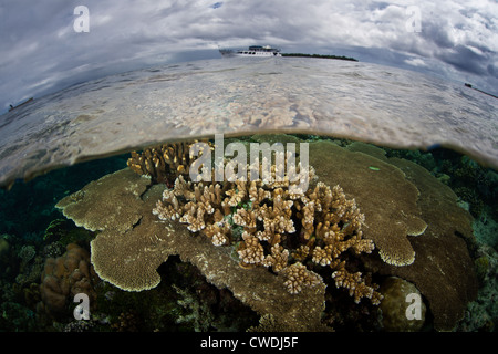 Hartkorallen, hauptsächlich Acropora Arten wachsen auf ein flaches Riff flach mit einer Tauchsafari Tauchboot vor Anker in der Ferne liegen. Stockfoto