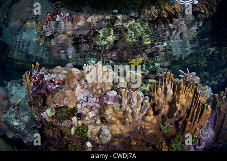 Ein flaches Korallenriff spiegelt sich in der Oberfläche bei Ebbe. Spiegel-Punkt, Salomonen, Russell-Inseln, Pazifik. Stockfoto