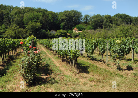 Weinberge, die Herstellung von Wein aus Cahors in der Menge Region von Frankreich Südwesteuropa Stockfoto