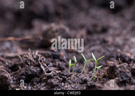 Erste frühe Sämlinge kamen im Frühjahr aus dem Boden Stockfoto