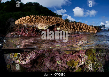 Meerwasser tropft aus kleinen Tischkorallen, Acropora SP., die Luft bei einer extremen Niedrigwasser ausgesetzt gewesen. Stockfoto