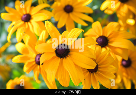 Leuchtend gelben Rudbeckia oder Black Eyed Susan Blumen im Garten Stockfoto