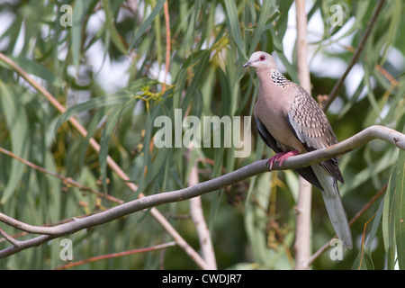 Gefleckte Taube (Streptopelia Chinensis) Stockfoto