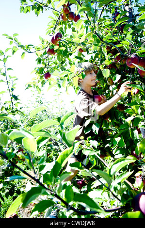 ein Junge holt Äpfel hoch in einem Baum Stockfoto