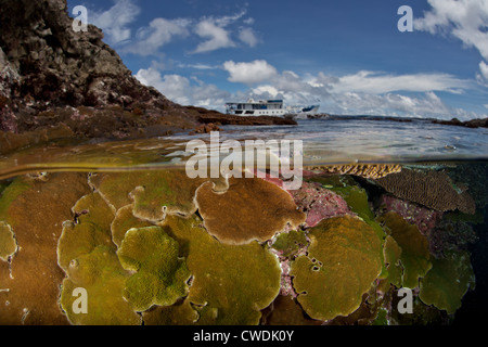 Wachsende knapp unterhalb der Ebbe Linie, hart, encrusting Korallen, Steinkorallen SP., decken Sie einen flachen Bereich in der Nähe von Anchorage eine Tauchsafari Stockfoto