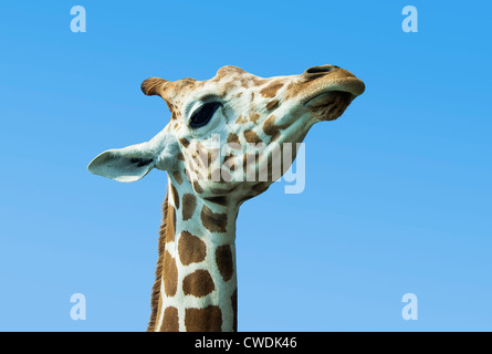 Giraffe Giraffa Camelopardalis tippelskirchi Portrait, Stockfoto