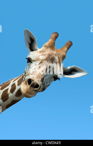 Giraffe Giraffa Camelopardalis tippelskirchi Portrait, Stockfoto