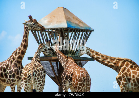 Giraffen füttern, Safari, Six Flags New Jersey, USA Stockfoto