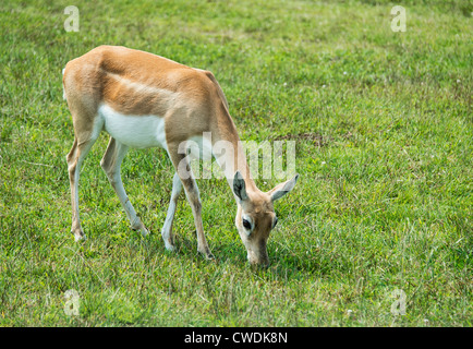 Damwild, Dama Dama Stockfoto