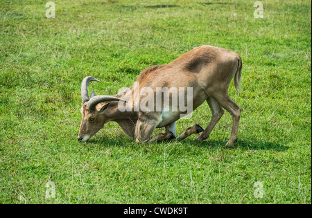 Aoudad, Mähnenspringer. Stockfoto