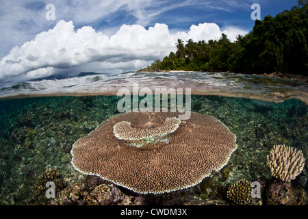 Eine große Tischkoralle Acropora SP., wächst auf ein flaches Riff Wohnung in der Nähe einer Kalksteininsel.  Diese Korallen Art wächst sehr schnell. Stockfoto