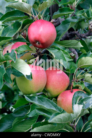 Rote Äpfel am Baum Stockfoto