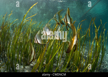 Juvenile Longfin Spadefish, Platax Teira, Schule inmitten der langen Klingen von Seegras Enhalus Acaroides. Stockfoto